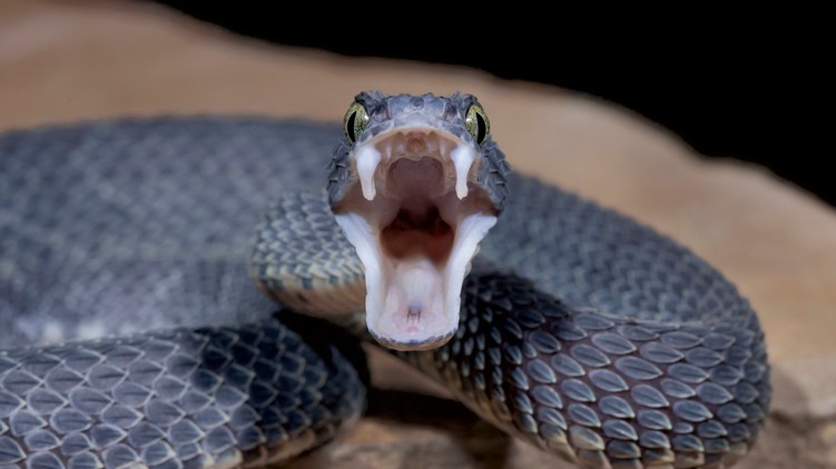 vipera, kígyóméreg, daganat, rák