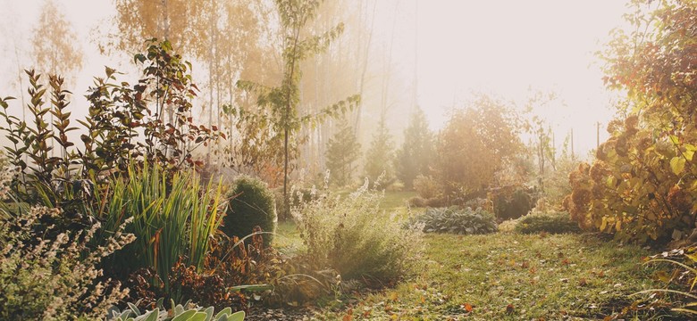 Listopad 2025 w ogrodzie [Kalendarz ogrodnika]