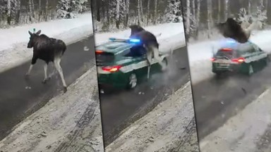 Radiowóz KAS potrącił łosia. Mrożące krew w żyłach nagranie [WIDEO]