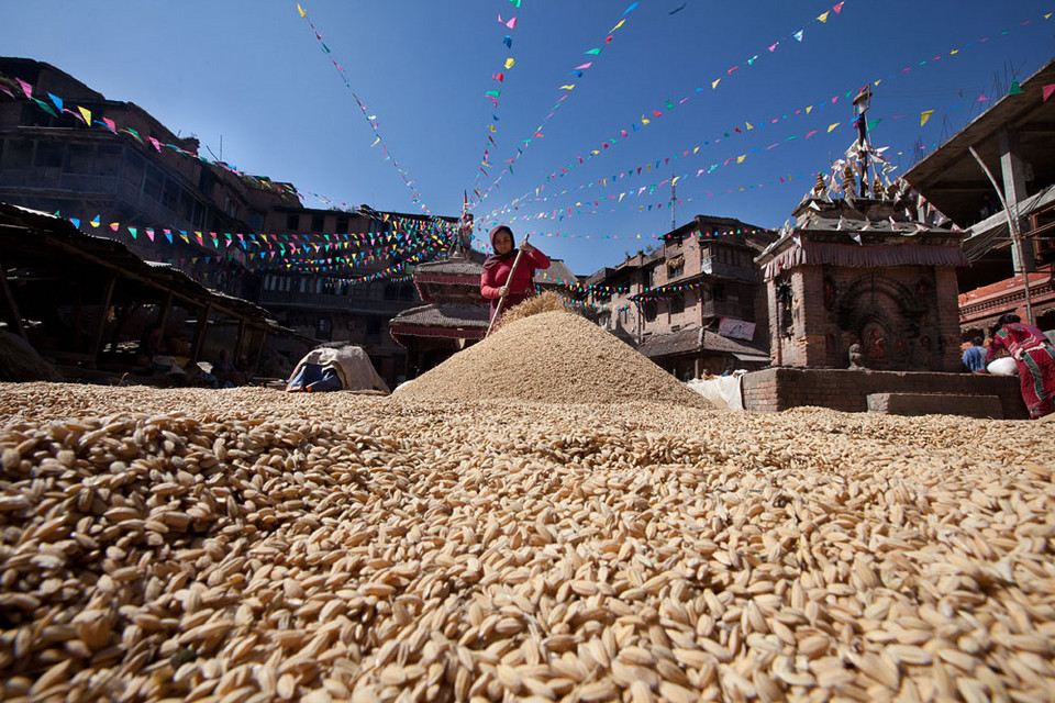 Nepal, ryż