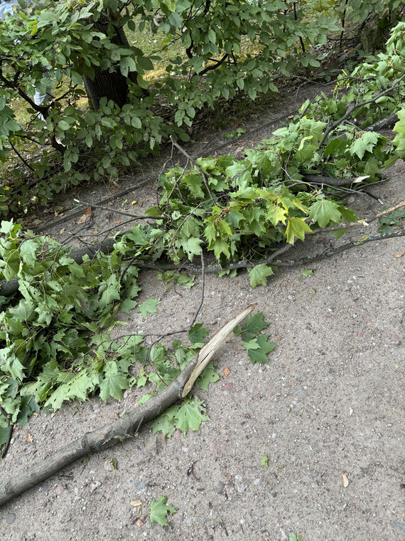 Szkody wyrządzone przez nawałnice w Łazienkach Królewskich w Warszawie.