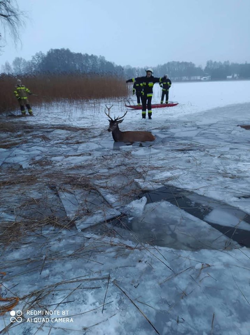 Strażacy najpierw wycieli w lodzie korytarze