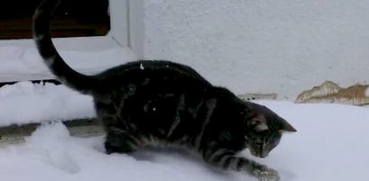 Ten kot kocha śnieg! FILM