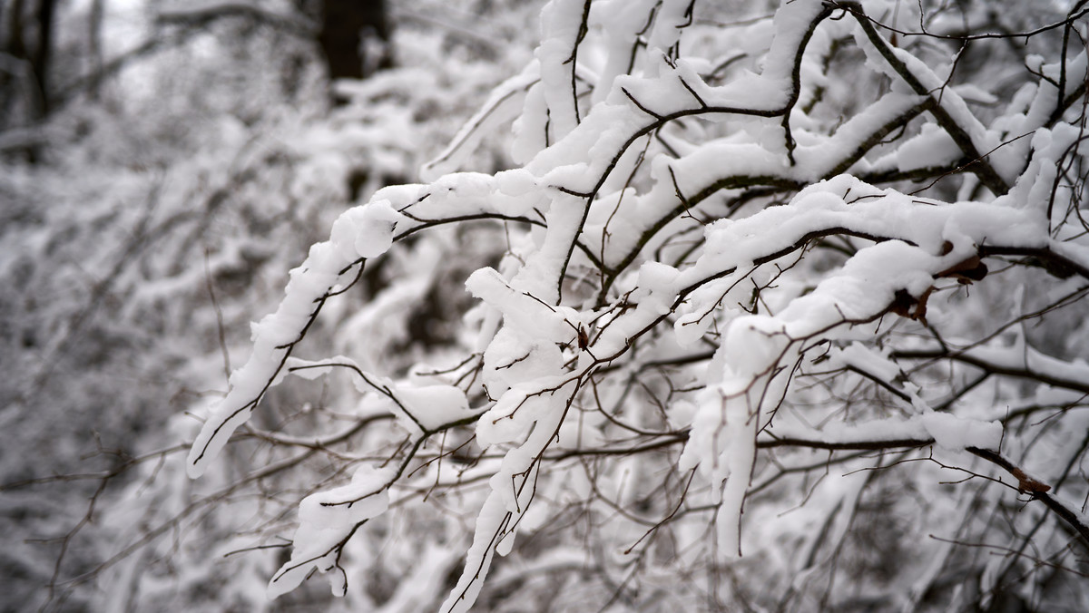 Intensywne opady śniegu. 11 tys. odbiorców na Podlasiu wciąż bez prądu