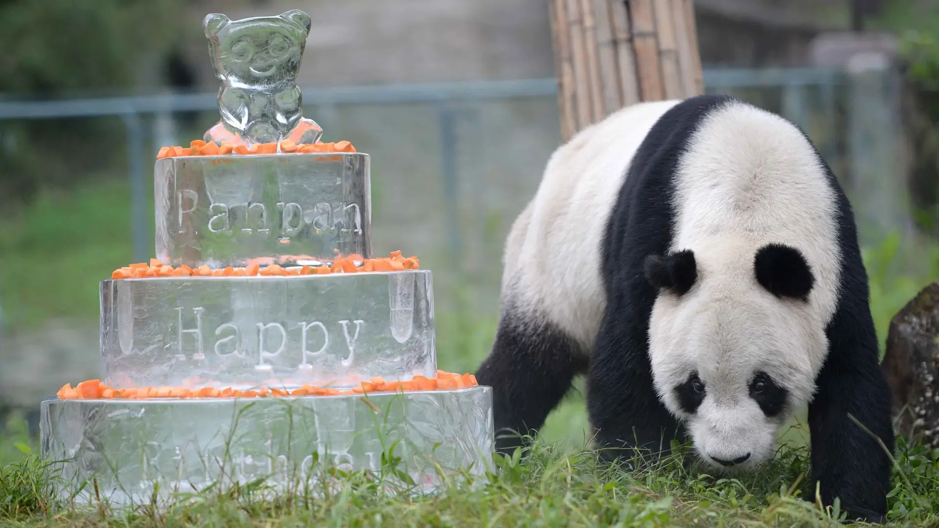 Panda Pan Pan zmarła w wieku 31 lat. Była najstarszą pandą na świecie