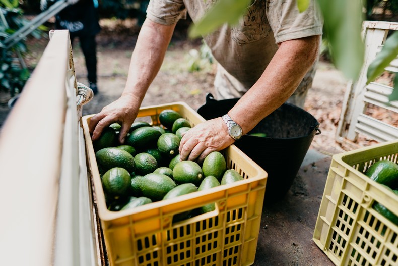 Freshly harvested Moroccan avocados prepared for export, as the country overtakes Kenya to become Africa’s leading supplier to European Union markets and sets its sights on US and UK supermarket shelves. [Getty Images]