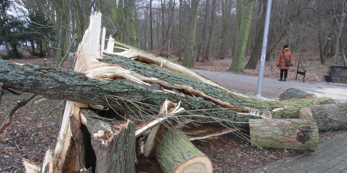 Pod koniec marca w rejonie północnym Polski spodziewane są wichury