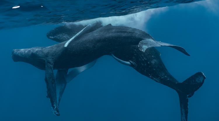 Két hím hosszúszárnyú bálna közösül