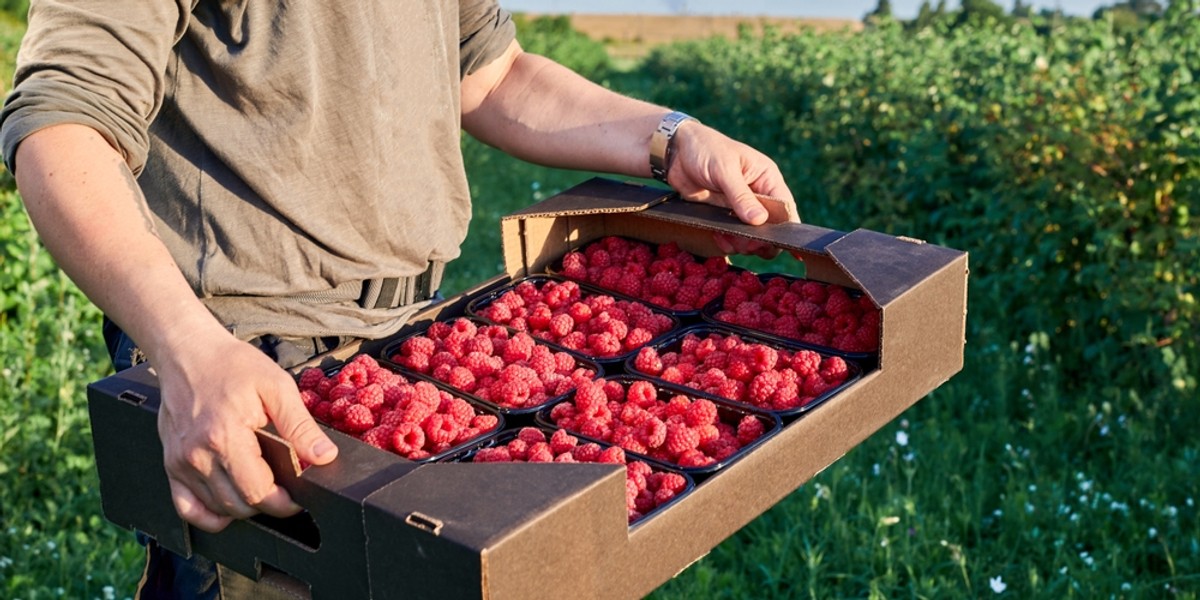 Plantatorzy nie chcą zbierać malin po stawkach narzucanych przez przetwórców.