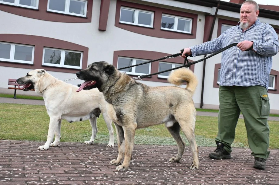 Dariusz Kostanowicz jako pierwszy sprowadził do Polski pasterskie psy tureckie ras kangal i akbash. Na zdjęciu jest z dwoma kangalami.