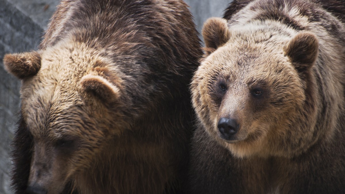 Chiny: Tragedia w zoo w Szanghaju. Niedźwiedzie zabiły pracownika