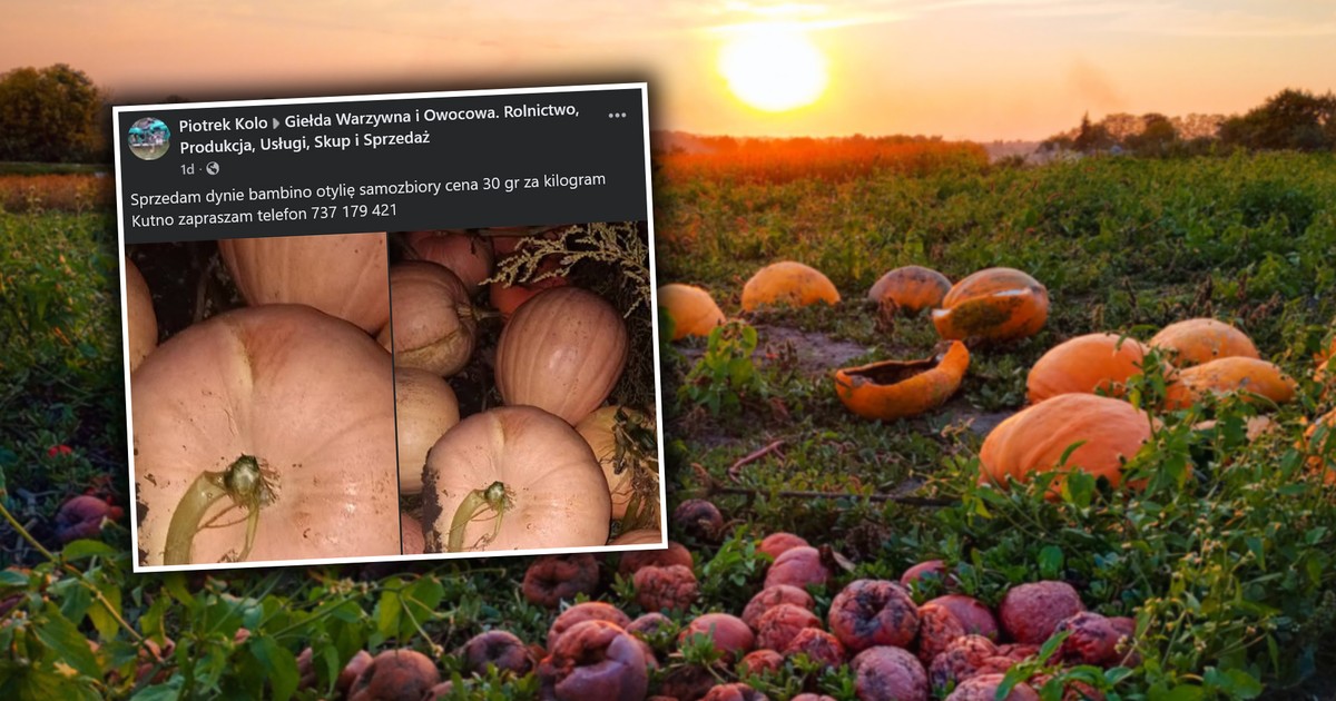 Pan Piotrek załamany. "Wszystko leży na polu. Za tydzień już pozamiatane"