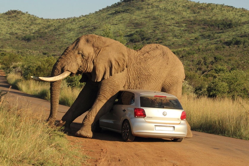 Słoń zaatakował samochód