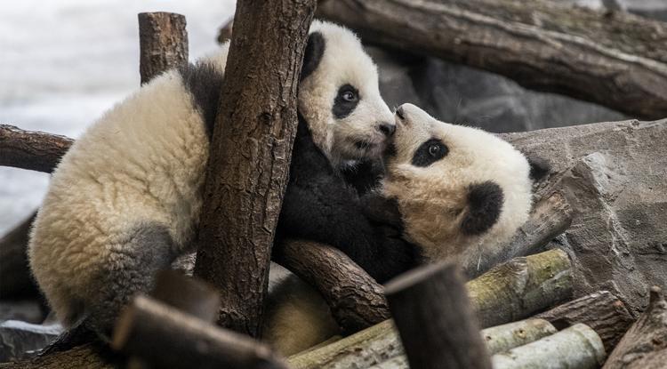 A berlini állatkert nemrég született pandái