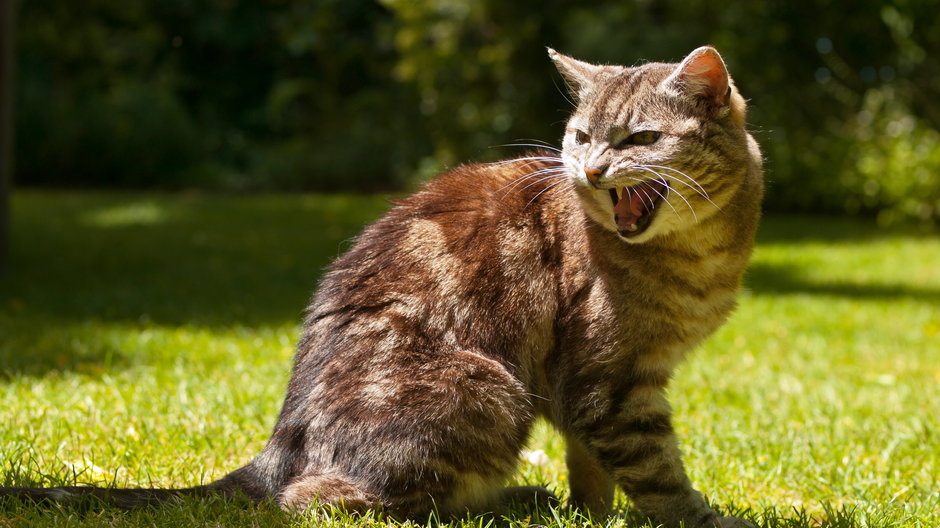 Agresywne zachowania u kotów mogą mieć różne przyczyny -  creativenature.nl/stock.adobe.com 