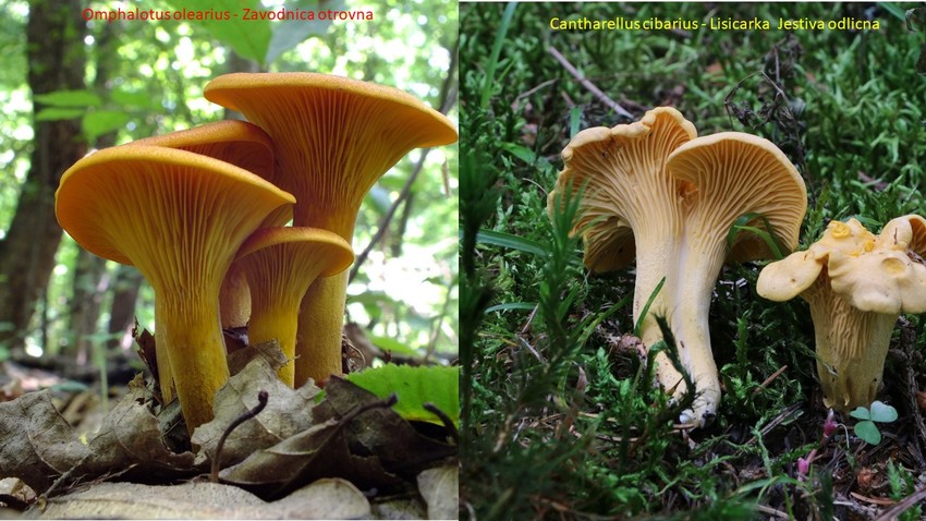 Jedna od najčešćih grešaka je prilikom branja lisičarki, koje imaju otrovnu "dvojnicu" - gljivu zavodnicu