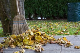Liście z drzewa sąsiada spadły na naszą działkę. Czy musi je posprzątać?
