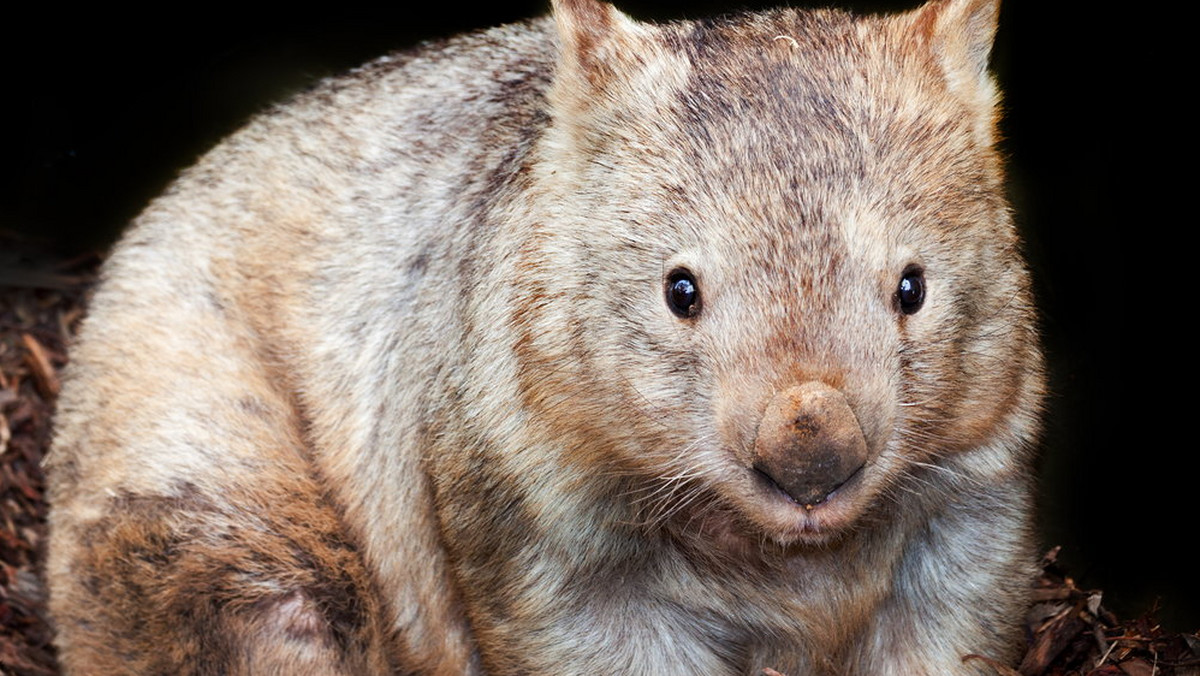 Tonka to siedmioletni wombat z Australii, który jako dziecko stracił mamę i dom. Zaopiekowali się nim pracownicy schroniska, którzy zapewnili mu dach nad głową i pomagają walczyć z depresją.