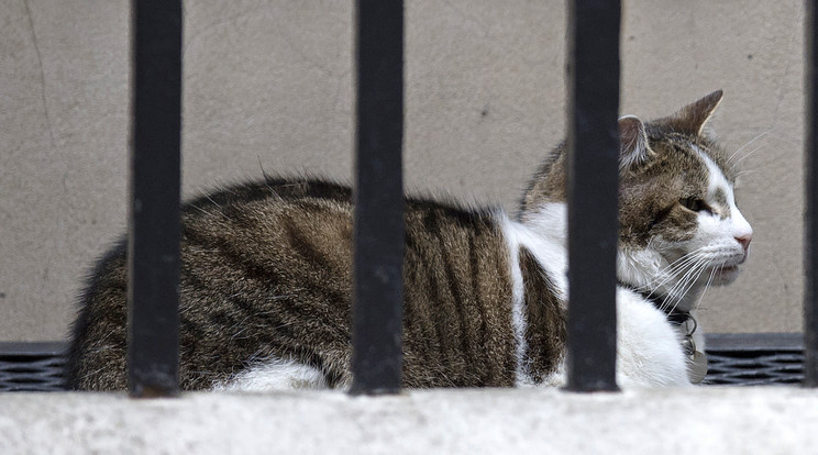 Larry, a mozdíthatatlan /Fotó-AFP