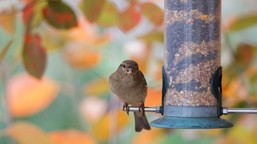 kiedy dokarmiać ptaki? w jakim czasie najlepiej wieszać karmniki?