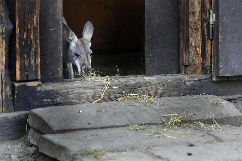 kangur,zoo, warszawski ogród zoologiczny