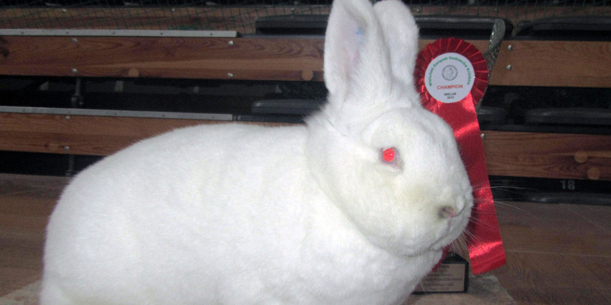 Oto najpiękniejszy królik w Polsce