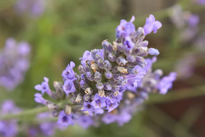 Lavanda 