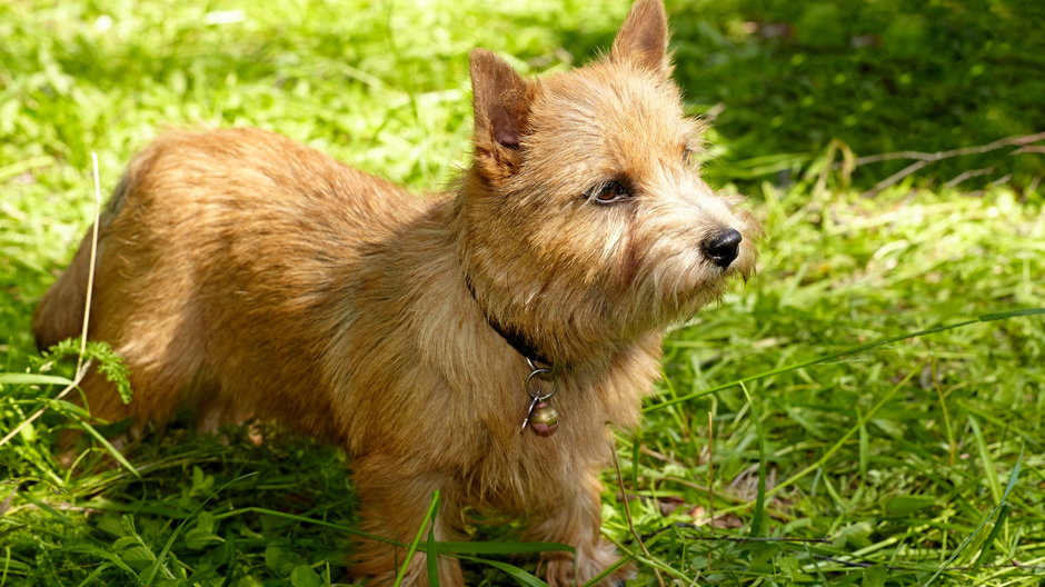 norwich-terrier