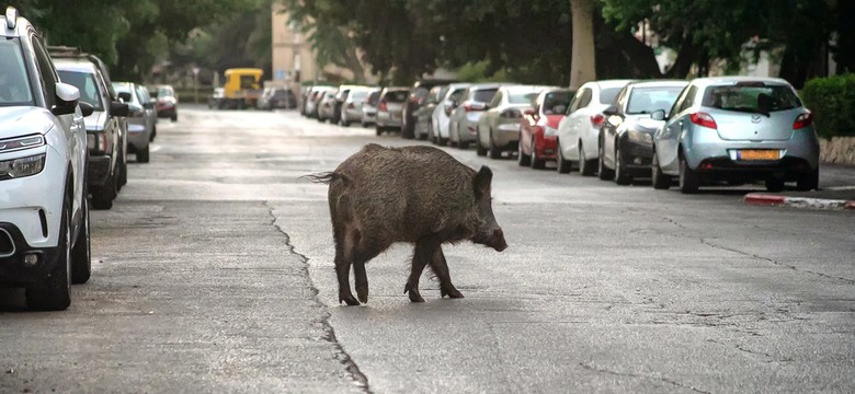 Dziki podchodzą coraz bliżej człowieka. Sprawdź, jak je odstraszyć