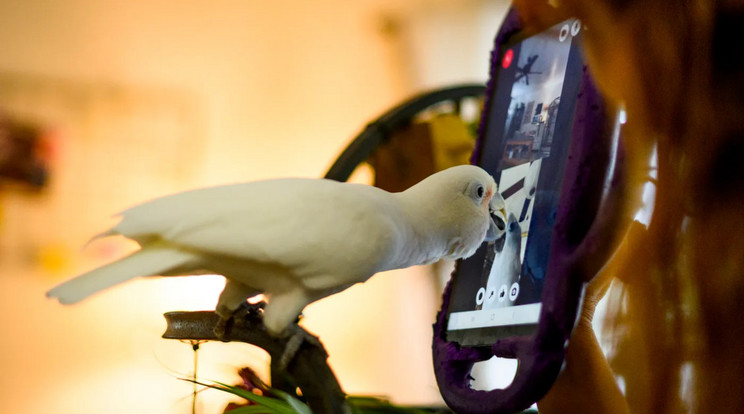 A papagájok a legokosabb állatok közé tartoznak, így tökéletesen alkalmasak voltak arra a vizsgálatra, amely azt kutatta, hogy az állatok képesek-e videochatelni, és annak milyen hatása lehet rájuk? Emellett e madarak elég jól látnak ahhoz, hogy értelmezzék kijelzőn látott mozdulatokat, és elég hangosak is, hogy a fogadóoldalon hallhatóak legyenek az üzeneteik. / Fotó: Matthew Modoono / Northeastern University