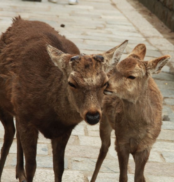 Japońska fauna