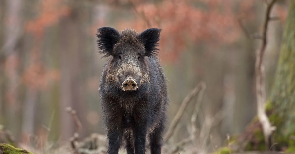 Martwy dzik z ASF znaleziony pod Piotrkowem. Najpewniej został podrzucony