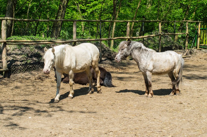 W Poznaniu powstaje leśne przedszkole