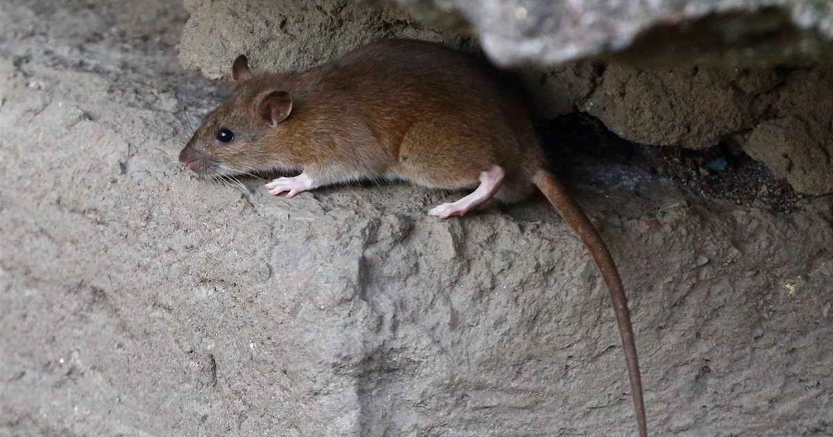 Szczury zaatakowały polskie miasto. Trwa wielka akcja