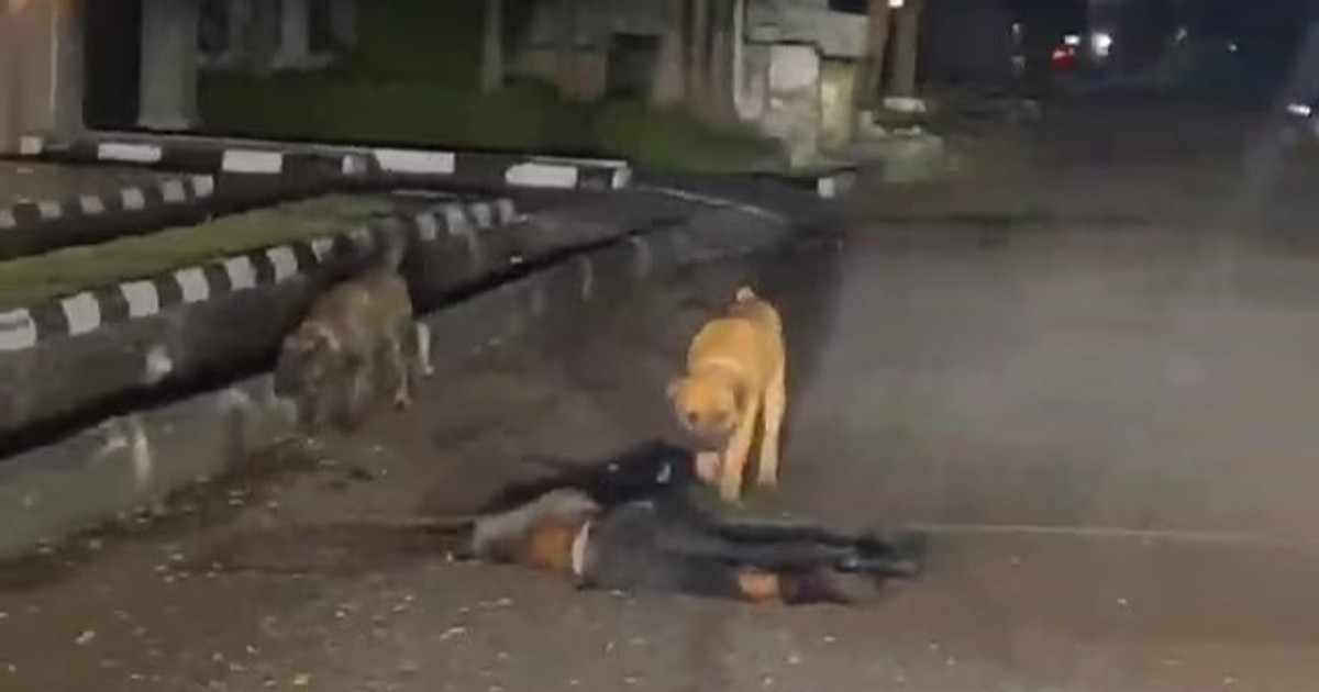 Tukio la kusikitisha katika eneo la Pinnock Estate, Lekki, linalohusisha shambulio baya lililofanywa na Boerboel watatu dhidi ya mlinzi limeshangaza jamii. Kufuatia majibu ya haraka kutoka kwa Polisi wa Jimbo la Lagos, mmiliki wa mbwa hao alikamatwa. Uchunguzi unaoendelea unalenga kufafanua hali ya tukio hilo na kuibua maswali kuhusu wajibu wa wamiliki wa wanyama hatari. Hatua zinahitajika ili kuzuia majanga kama haya katika siku zijazo na kuweka kila mtu salama.
