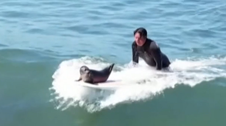 Sammy a szörfös fóka már hetek óta vízen van / Fotó: BBC