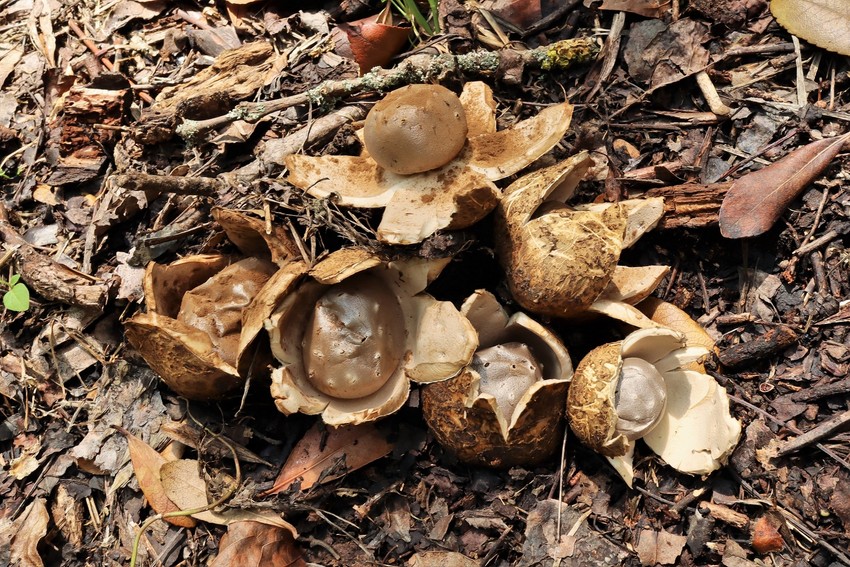 Pečurka srebrna zvezdača