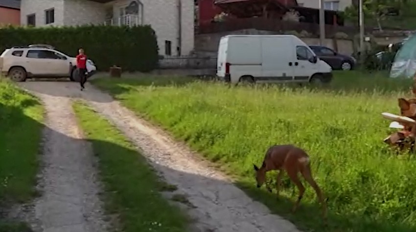 Lane slobodno šeta dvorištem
