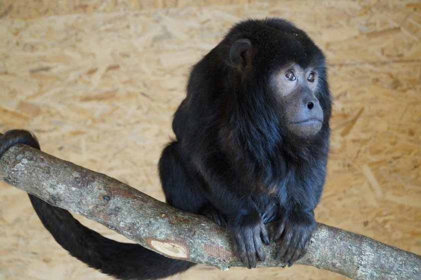 Smutny koniec małpy, która uciekła z ZOO pod Słupskiem