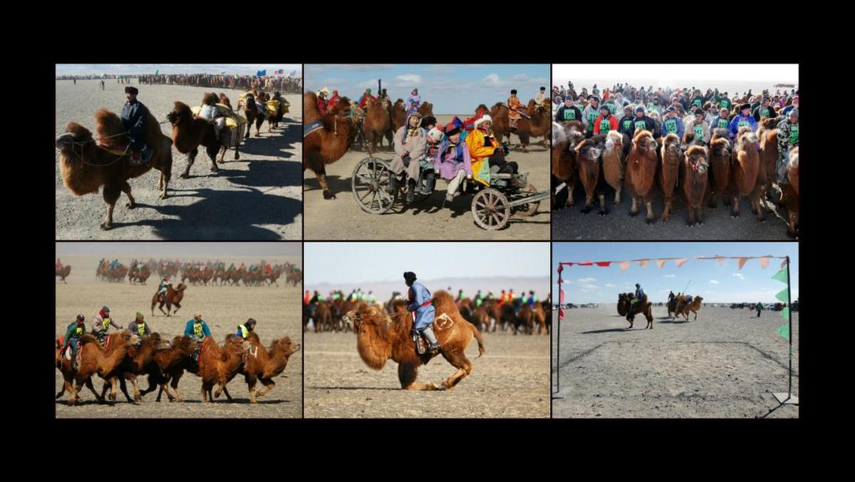 Wyścigi wielbłądów w Mongolii