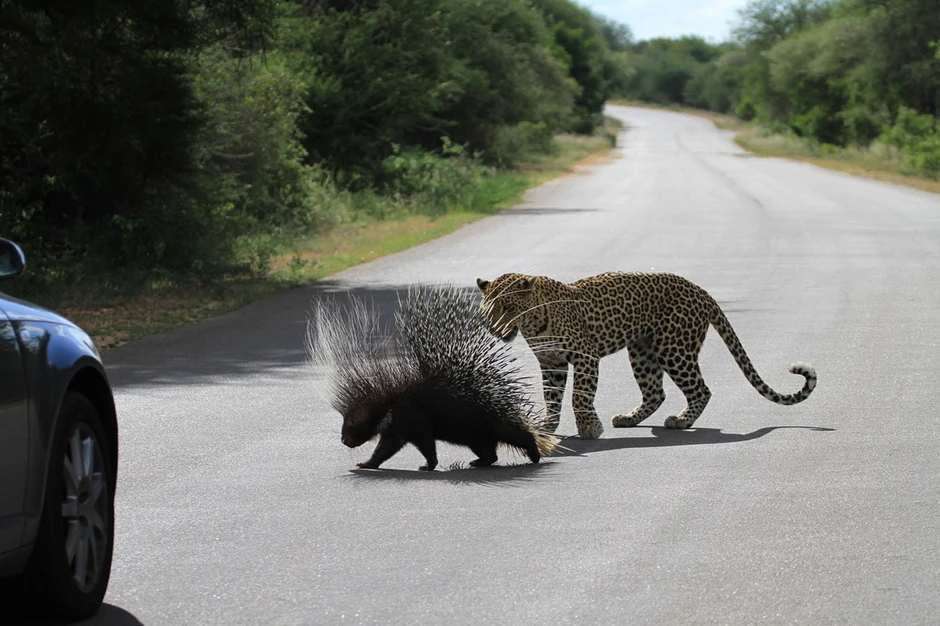 Leopard je uporno pratio bodljikavo prase, da nije ni primetio kola koja prolaze