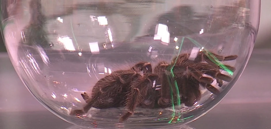 I tarantula je bila "gost" u studiju