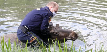 Niezwykły gość odwiedził Park Skaryszewski. Okazało się , że jest smakoszem róż