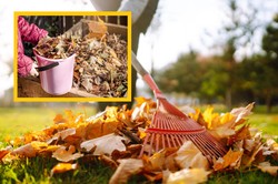 Co zrobić z opadającymi liśćmi? Wykorzystaj je w ten sposób, a ogród na tym zyska