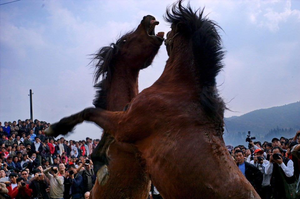 CHINA LUNAR NEW YEAR HORSES FIGHT