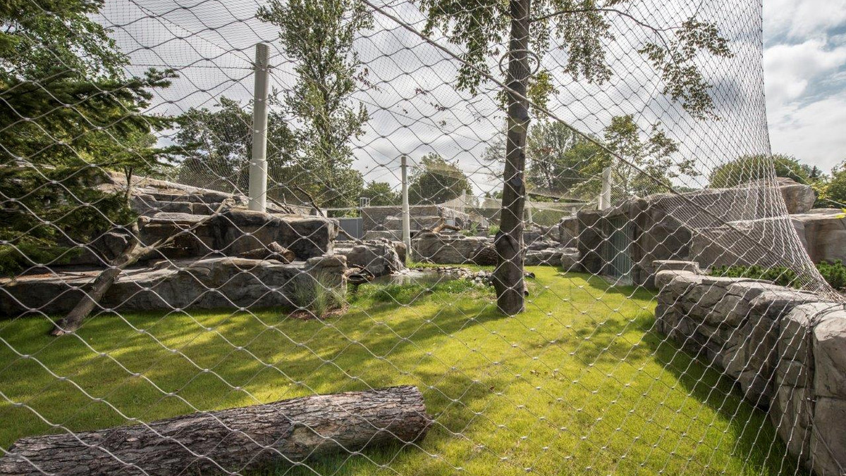 Mają do swojej dyspozycji teren o powierzchni dwóch tysięcy metrów kwadratowych, ze skałami, drzewami, zielenią i oczkami wodnymi. Do warszawskiego zoo wracają śnieżne pantery. Dziś otwarto dla nich nowy wybieg.