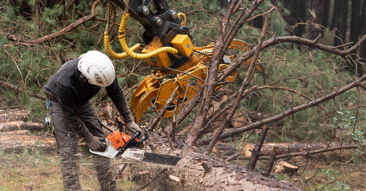 Wycinka 2025. Na wycinkę tych drzew trzeba mieć zezwolenie. Jakie koszty i formalności?