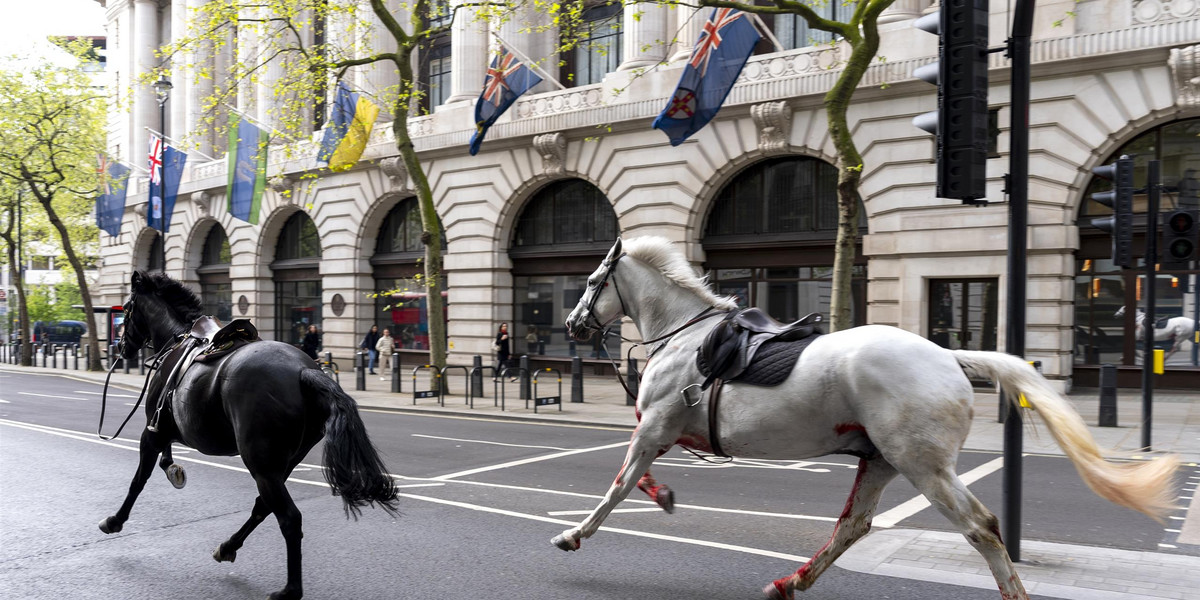 Spłoszone w Londynie konie zostały poważnie ranne.