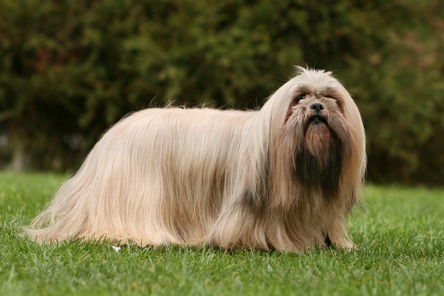 Lhasa apso - Dogs/stock.adobe.com