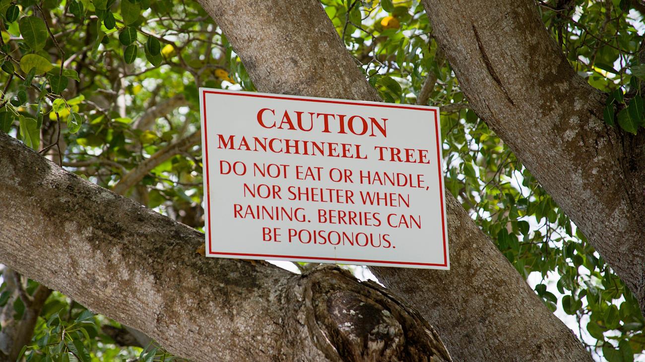 Самое ядовитое дерево на планете манцинелла. Манцинелловое дерево самое опасное дерево в мире. Манцинелловое дерево самое опасное дерево в мире. Антиарис токсикария. Манцинелла ядовитое дерево.